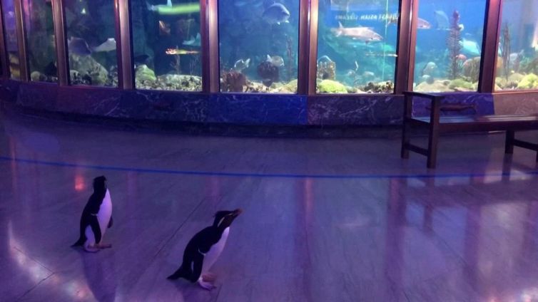 Acquario chiuso? I pinguini se ne vanno a spasso