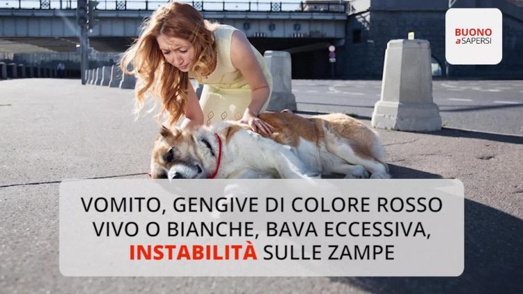 Come proteggere i cani quando fa caldo