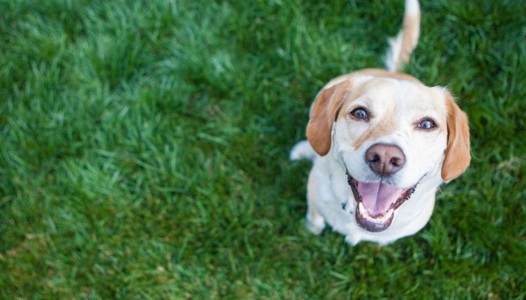 6 caratteristiche dei cani che bisogna conoscere