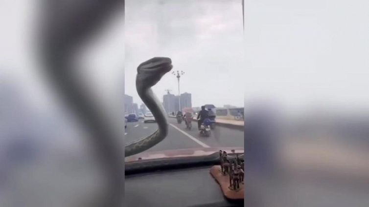 Spunta un serpente sul parabrezza: che sangue freddo!