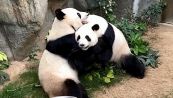Nel silenzio dello zoo chiuso, nasce l'amore tra due panda