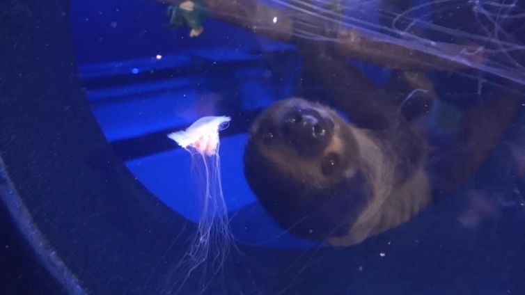 Delfino e bradipo si incontrano per la prima volta in Texas