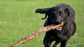 Fai giocare il tuo cane col bastone? Ecco il pericolo