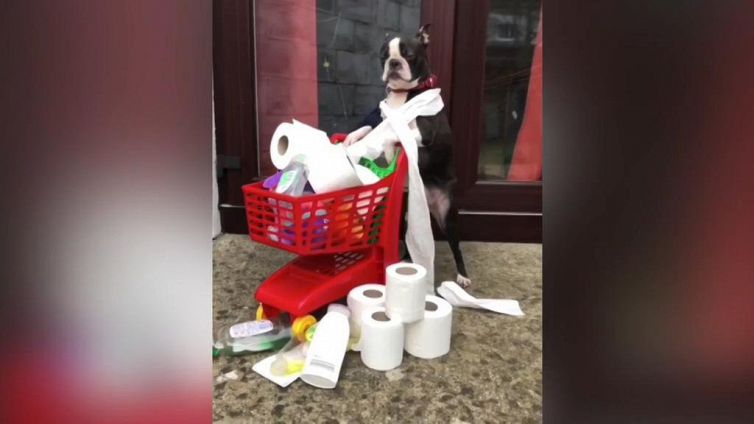 Il cane che mostra come affrontare la vita in quarantena
