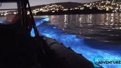 Avvistati delfini bioluminescenti al largo di Newport