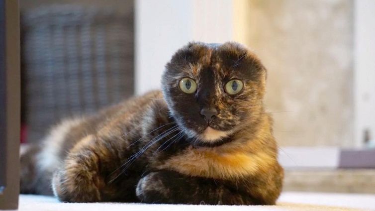 La commovente storia della gatta senza orecchie