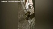 Trentino, un orso si arrampica su un balcone a Calliano