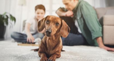 Cani: i 7 falsi miti più diffusi