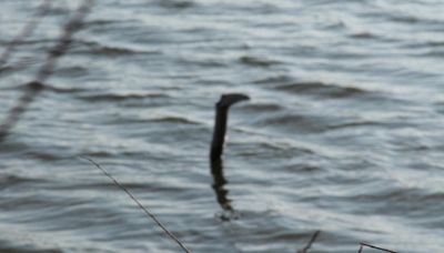 Il mistero di Nahuelito, il mostro di Loch Ness argentino