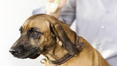 Cani, 6 rimedi naturali contro pulci e zecche