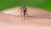 Come eliminare le zanzare in modo naturale