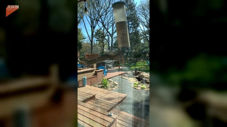 Gli scoiattoli sanno come divertirsi. Guardate che spettacolo