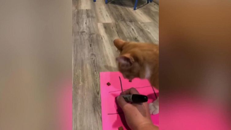 La famiglia gioca a tris con i loro gatti usando i biscotti