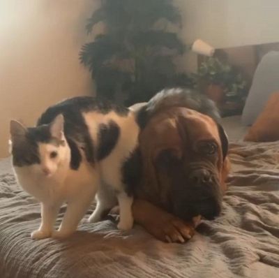 Il cane e il gattino amici per sempre