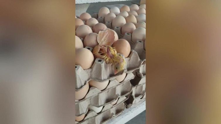 Il negozio di alimentari vende uova, ma dal cartone spunta un pulcino