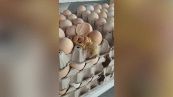 Il negozio di alimentari vende uova, ma dal cartone spunta un pulcino
