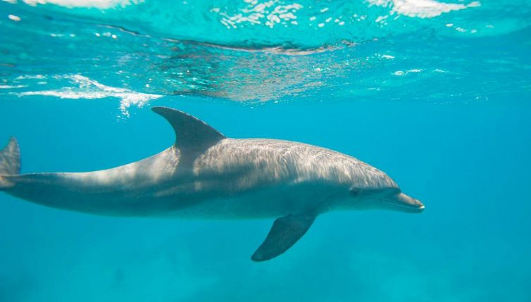 In Australia c’è un delfino che cerca di attirare persone sulla spiaggia