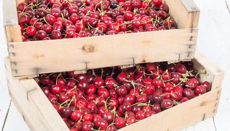 Adotta un ciliegio a distanza: riceverai la frutta a casa