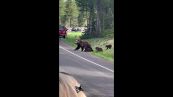 Attenzione alla strada: attraversamento orsi