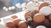 Qual è la differenza tra le uova bianche e quelle scure?