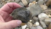 Trova il fossile di un rettile risalente a 66 milioni di anni fa