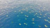 Il reportage delle covata di tartarughe sulla Grande barriera corallina