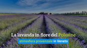 La lavanda in fiore del Polesine: atmosfera provenzale in Veneto