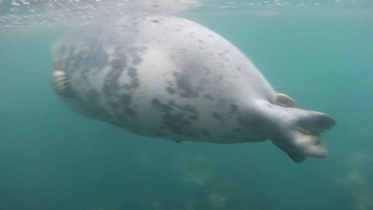 La foca sembra morta ma in realtà sta solo facendo un pisolino. E così è possibile ammirarla da vicino