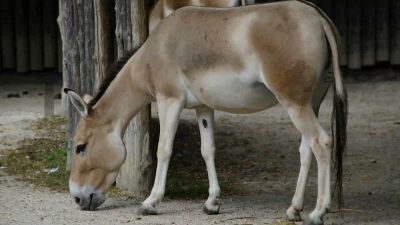 È nato Quarantena, raro incrocio fra una mula e un asino