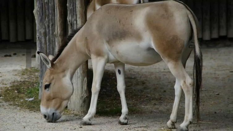È nato Quarantena, raro incrocio fra una mula e un asino