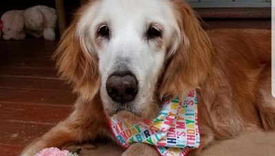 August compie 20 anni: è il golden retriever più anziano al mondo