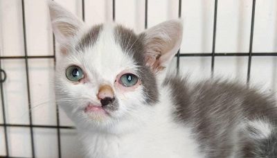 La storia di Pinocchio, il gatto con il naso storto