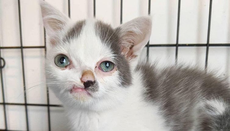 La storia di Pinocchio, il gatto con il naso storto