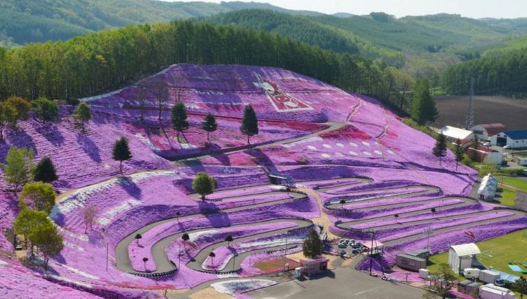Giappone, la spettacolare collina rosa