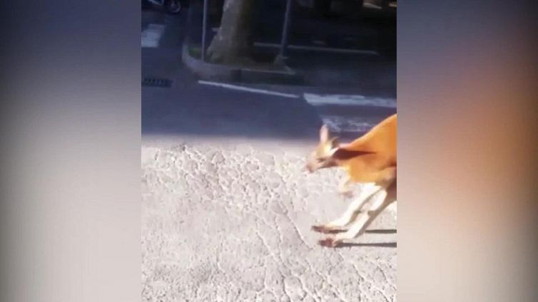 Savona, canguro esce dal circo e fa un giro in città