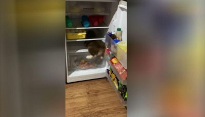 Il cucciolo di Husky cerca un po' di fresco nel frigo