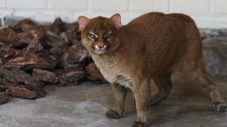 Salva un gatto e lo adotta, scopre che è un puma