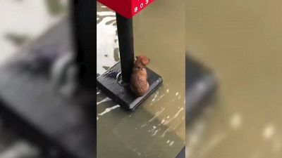 Cucciolo intrappolato viene salvato durante un alluvione, un momento tenerissimo