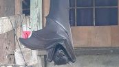 La foto del pipistrello gigante delle Filippine sconvolge il web