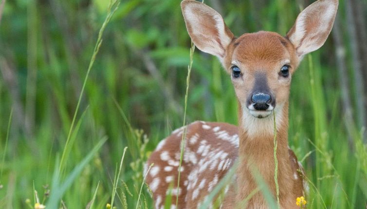 Un 'Bambi' fortunato: uomo si tuffa nel lago per salvare un cerbiatto