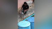Con una mossa cattura il cobra usando una bottiglia di acqua di plastica vuota