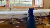 Il cane che fissava il letto d'ospedale del padrone morto