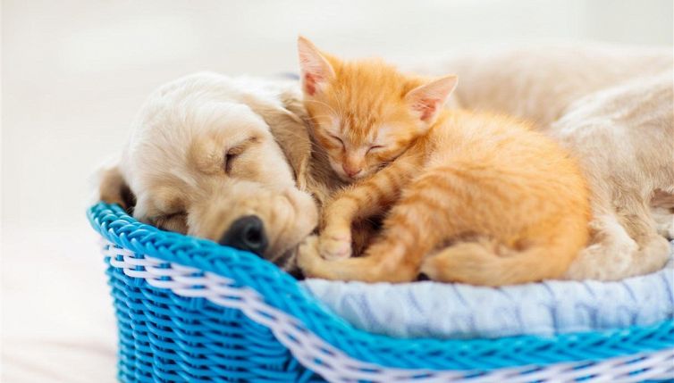 Cane e gatto, ecco il trucco per farli andare d'accordo