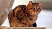 C'è un gatto che vive ad Hagia Sofia ed è già una star del web