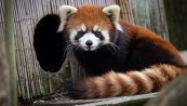 Kora, la storia del panda rosso scappato dallo zoo