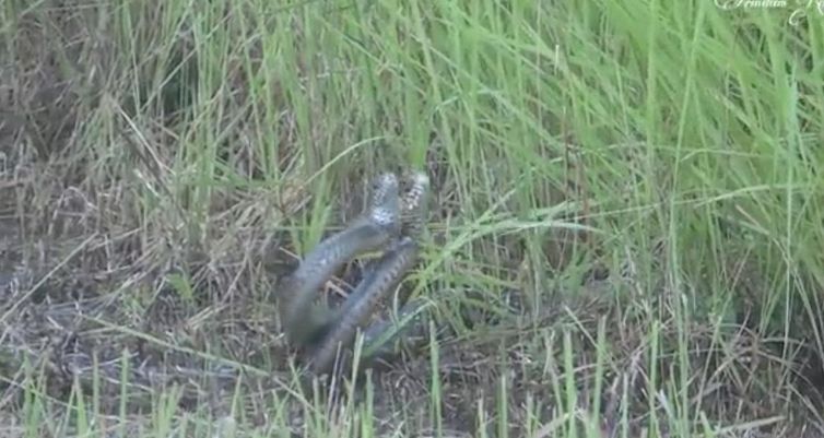 Quello che fanno questi serpenti è stupefacente