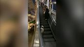 Il cane che sale sulle scale mobili è incredibile