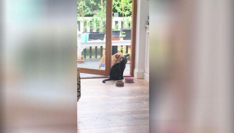 Il gatto "boss" che non vuole far entrare nessuno in casa