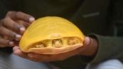 La bellissima tartaruga gialla avvistata in India