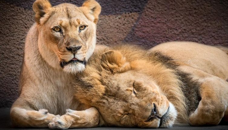 Hubert e Kalisa, i due leoni inseparabili sono morti insieme
